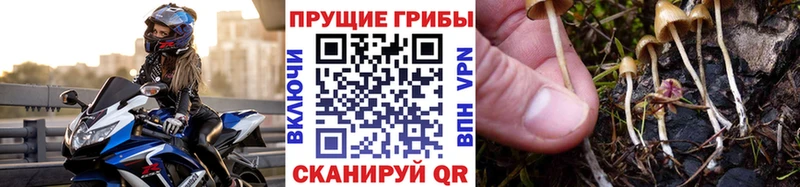 Купить  Заволжск  Псилоцибиновые грибы мицелий 
